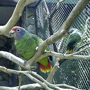 Amazona brasiliensis -zoo-8a-4c