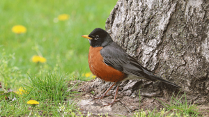 American-Robin-New-York-April-2022