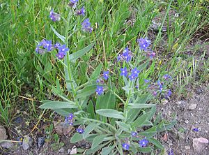 Anchusa azurea habito