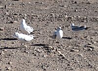 Andean Gull