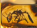 Aphaenogaster dlusskyana PIN3387-172 left profile