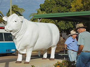 Aramac White Bull