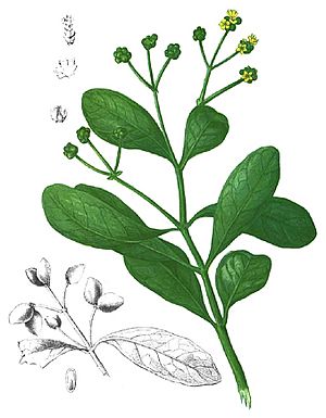 Avicennia officinalis Blanco1.73-cropped.jpg