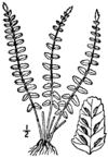 BB-0060 Asplenium resiliens.png