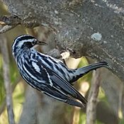 Black and white warbler (16961005415).jpg