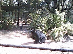 Black bear at Nature’s Classroom