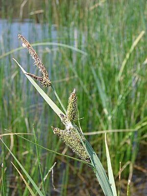 Carexnebrascensis.jpg