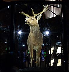 Cervus schomburgki