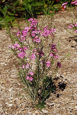 Chamelaucium uncinatum in flower.JPG