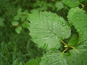 Changbai Betula leafage