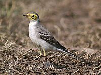 Citrine wagtail I IMG 5467