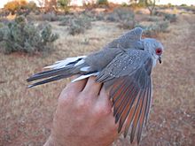 Close up of Diamond Dove