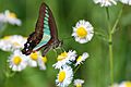 Common Bluebottle 3