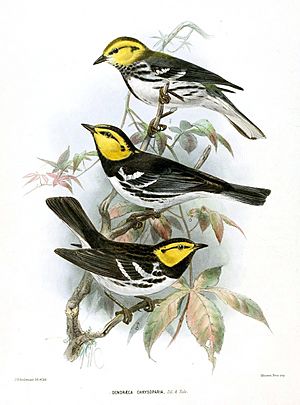 DendraecaChrysopariaKeulemans