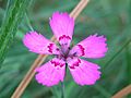 Dianthus deltoides