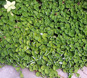 Dichondra micratha.jpg