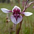 Diuris venosa (8290269452) - cropped