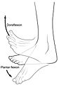 Dorsiplantar