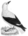 Drawing of Clark's nutcracker by Alexander Wilson