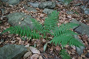 Dryopteris marginalis0.jpg