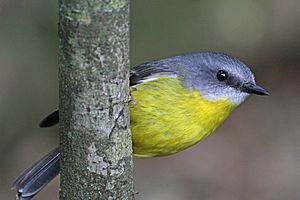 Eastern Yellow Robin JCB