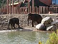 Elephants Zoo Copenhagen