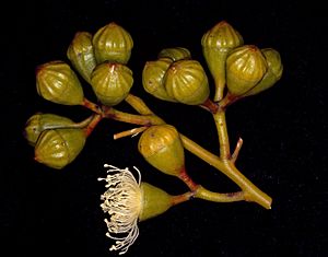 Eucalyptus canescens subsp. beadellii buds