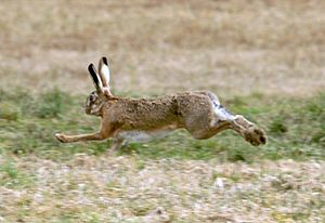 Feldhase, Lepus europaeus 3a