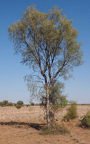 Flindersia maculosa habitii.jpg