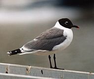 Franklin's Gull Brisbane98.jpg