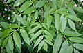 Fraxinus-excelsior-male-leaves