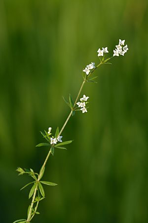 Galium uliginosum - lodumadar Keilas.jpg