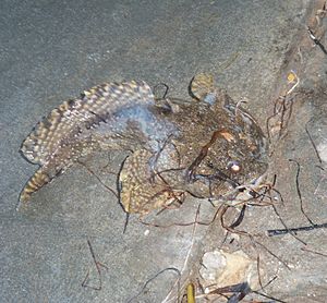 Gulf toadfish aka Opsanus beta.jpg