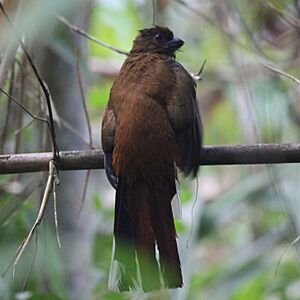 Harpactes erythrocephalus-female at Gibbon WLS.jpg