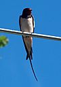 Hirundo rustica0.jpg