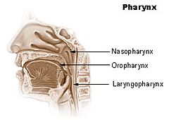 Illu pharynx.jpg