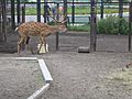 Jielbeaumadier cerf sika zoo cheljabinsk 2006