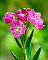 Kalmia microphylla