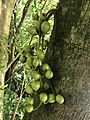 Kohekohe fruit 1