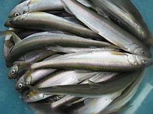 Kuskokwim Smelt