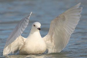 Larus-glaucoides-001