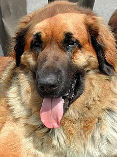 Leonberger