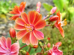 Lewisia c