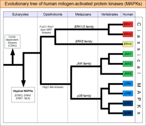 MAPK-evolutionary-tree