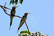 Madagascar bee-eaters