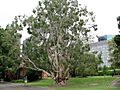 Melaleuca leucadendra-large1