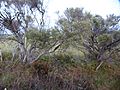 Melaleuca osullivani (habit)