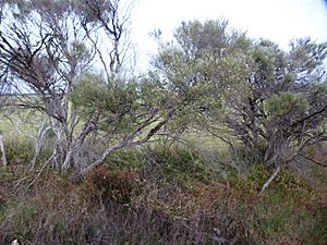 Melaleuca osullivani (habit).JPG