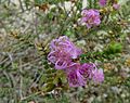 Melaleuca pulchella 0217