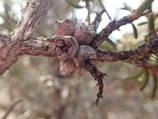 Melaleuca torquata fruit